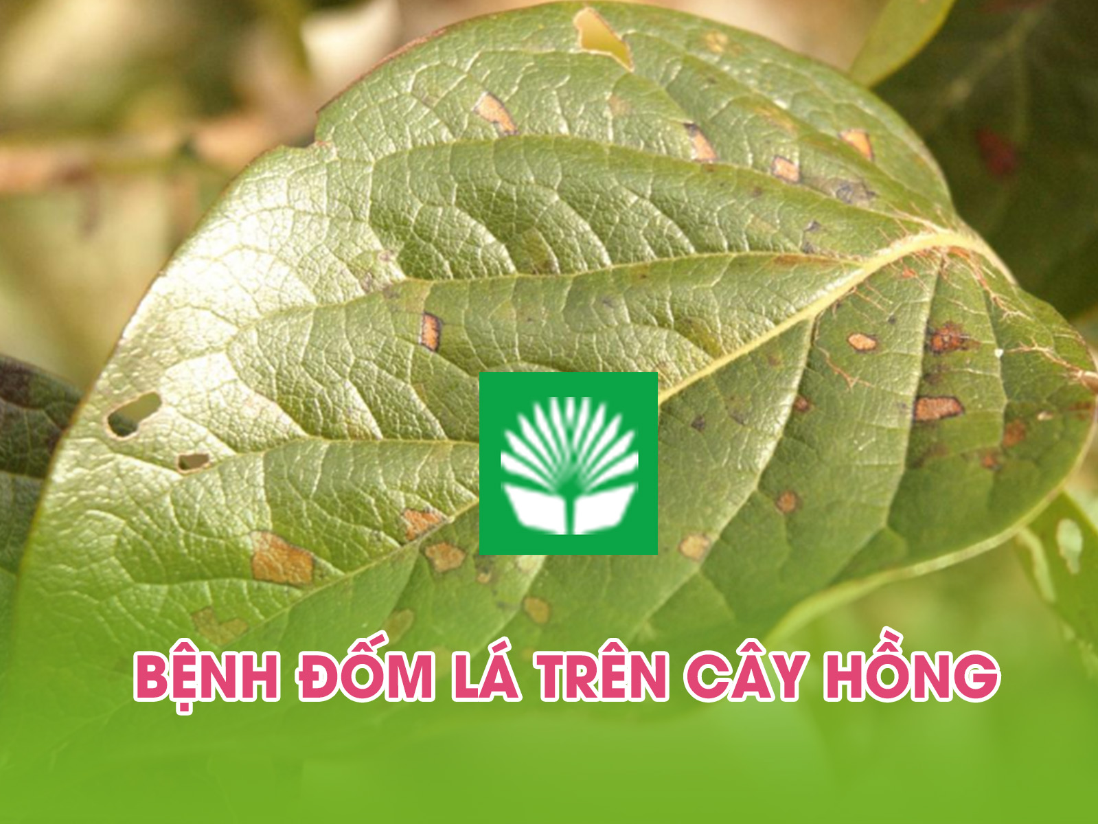 Bệnh đốm lá trên cây hồng