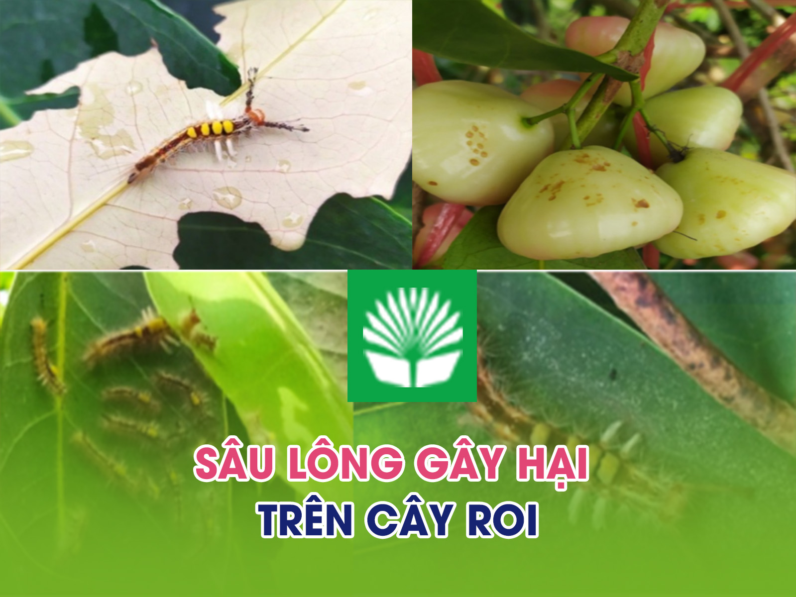 Sâu lông gây hại trên cây roi