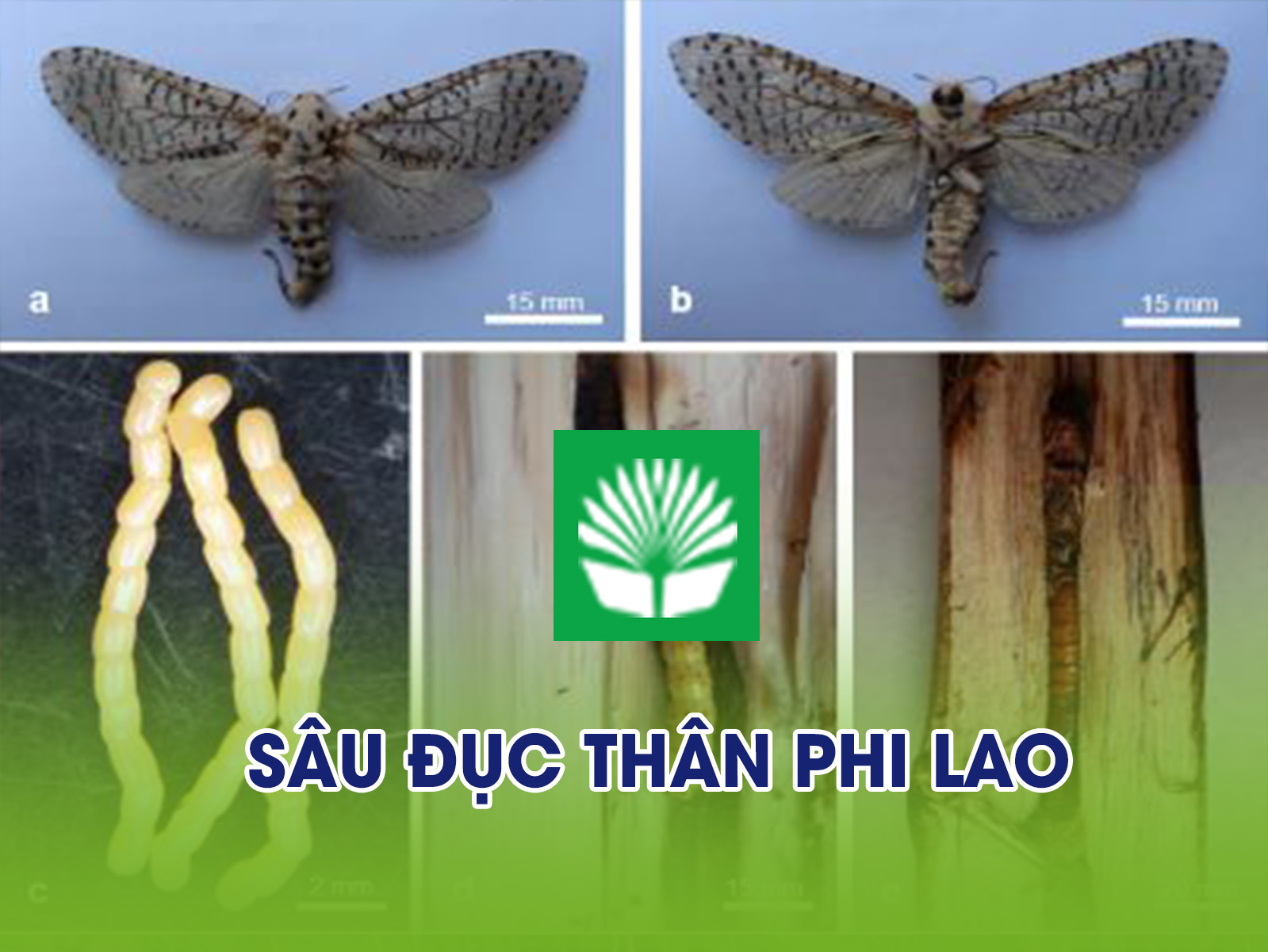 Sâu đục thân phi lao