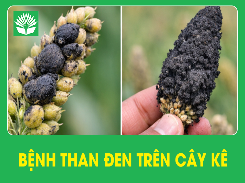 Bệnh than đen trên cây kê