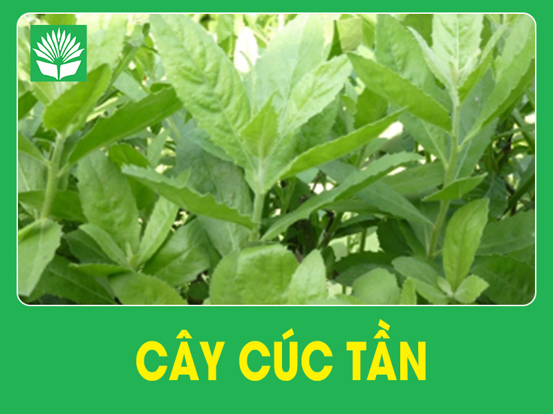 Cây cúc tần