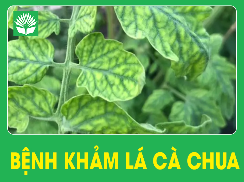Bệnh khảm lá cà chua