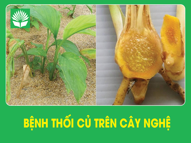 Bệnh thối củ trên cây nghệ