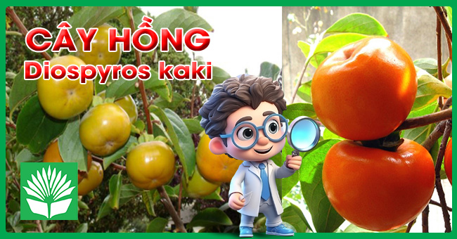 Cây hồng