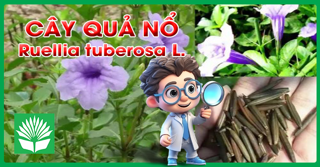 Cây quả nổ
