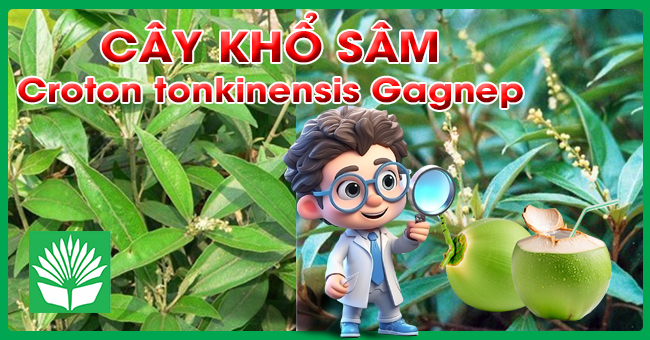 Cây khổ sâm