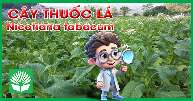 Cây thuốc lá