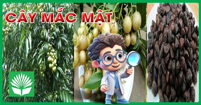 Cây mắc mật