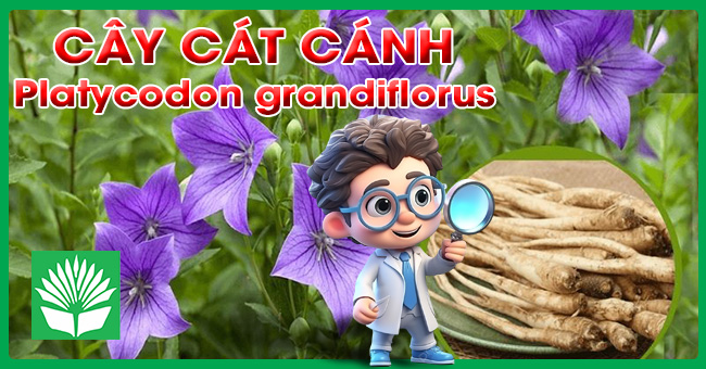 Cây cát cánh