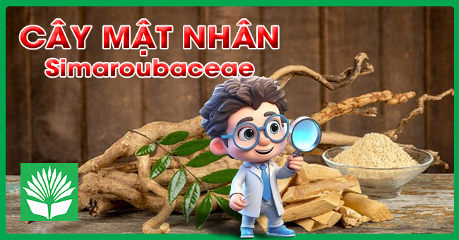 Cây mật nhân