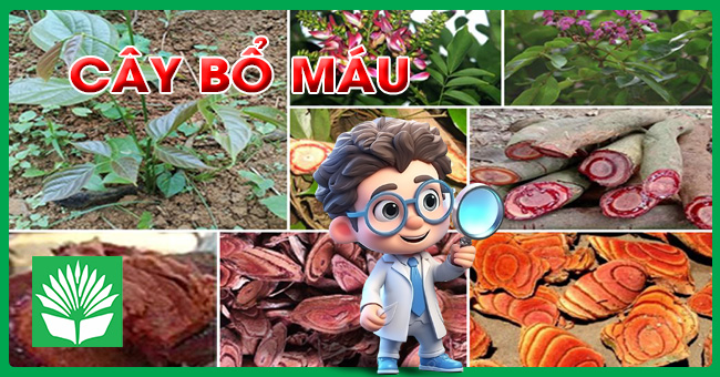 Cây bổ máu