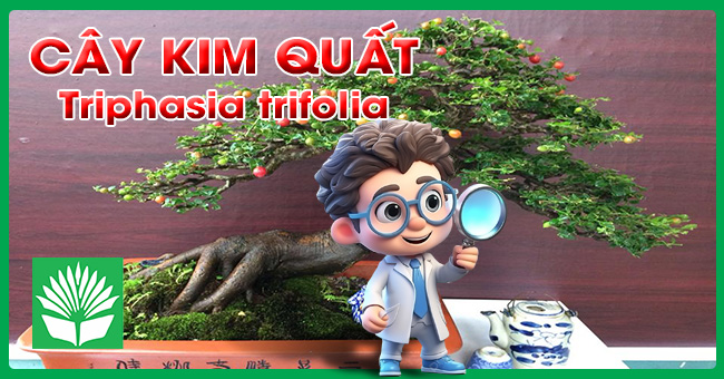Cây kim quất