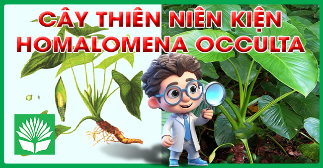 Cây thiên niên kiện