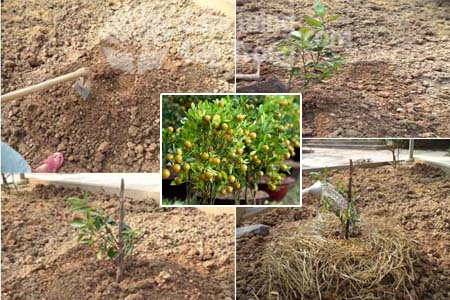 Kỹ thuật trồng, trồng lại và chăm sóc cây quất (tắc) cảnh