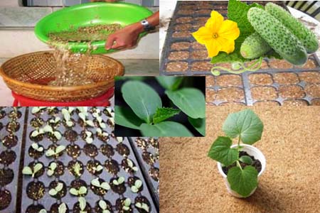 Kỹ thuật xử lý hạt giống, gieo trồng cây giống dưa leo (dưa chuột) (trồng đại trà)