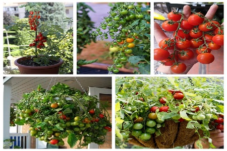 Cách trồng cà chua chuỗi ngọc trong chậu chi chít quả