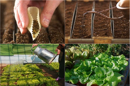 Cách trồng rau xà lách sạch đơn giản tại nhà