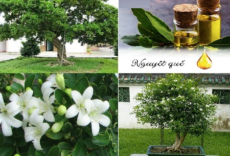 Cách trồng và chăm sóc cây Nguyệt Quế ra hoa quanh năm • Vinasa Agri Tech J.S.C