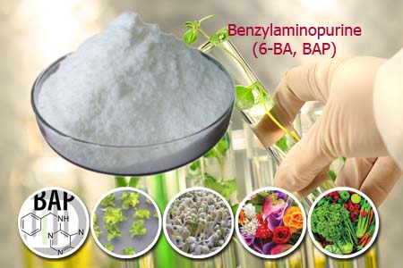 Giới thiệu hoạt chất: Benzylaminopurine (6-BA, BAP)