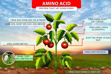 Tầm quan trọng của Amino Acid đối với sự phát triển của cây trồng