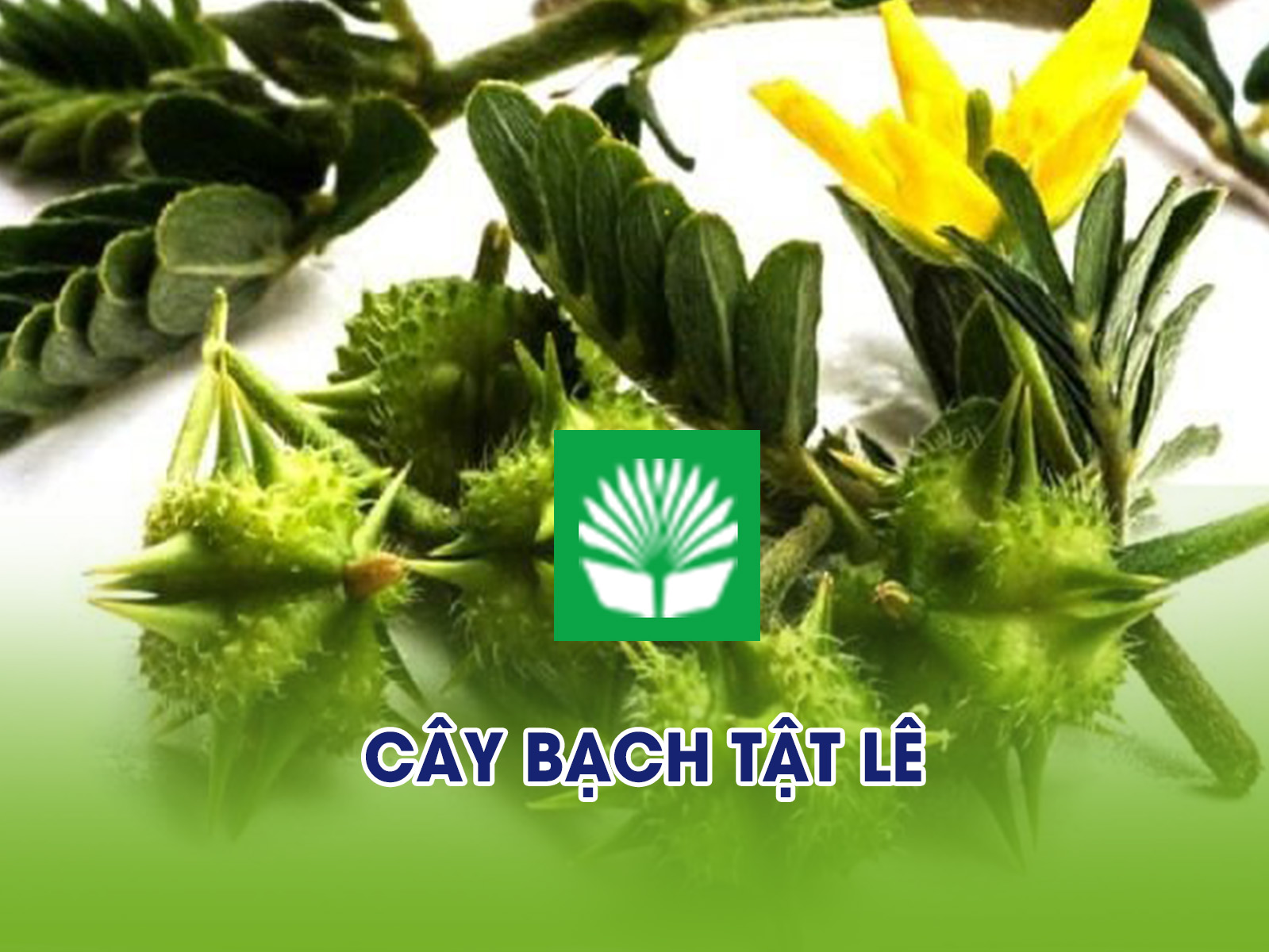 Cây bạch tật lê
