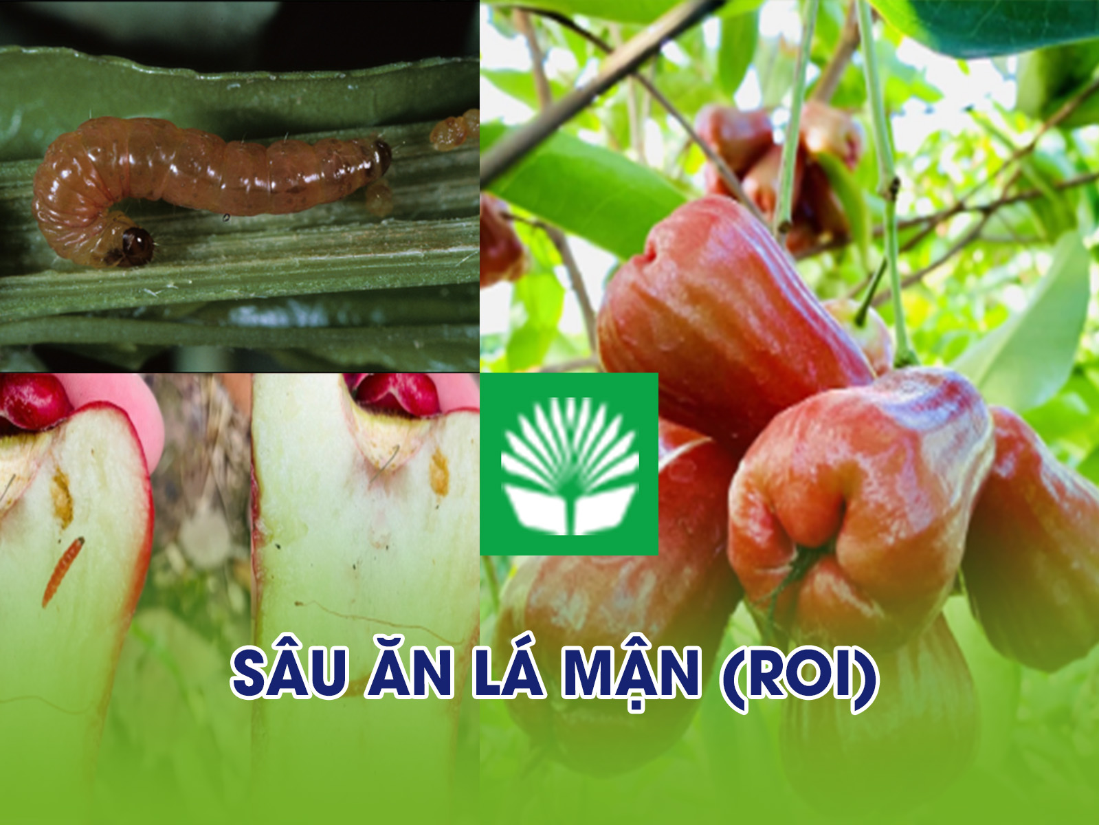 Sâu ăn lá mận (roi)