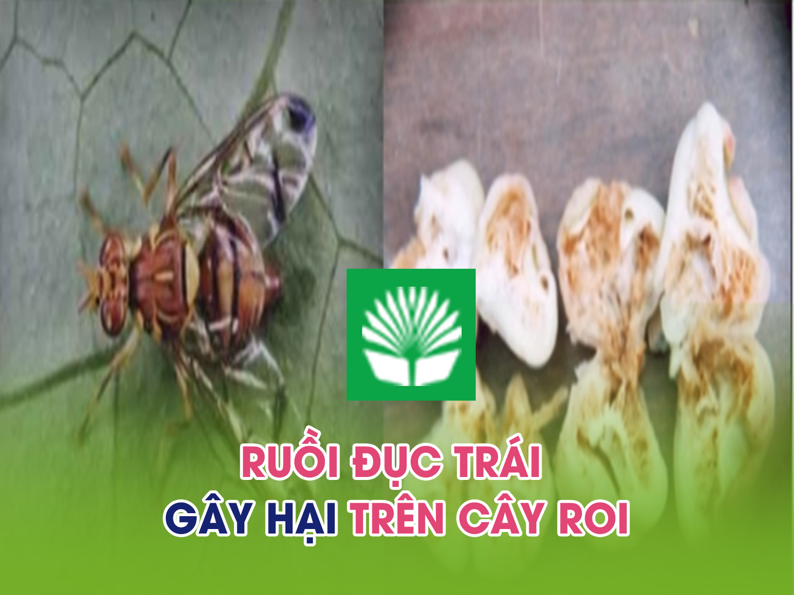 Ruồi đục quả gây hại trên cây roi