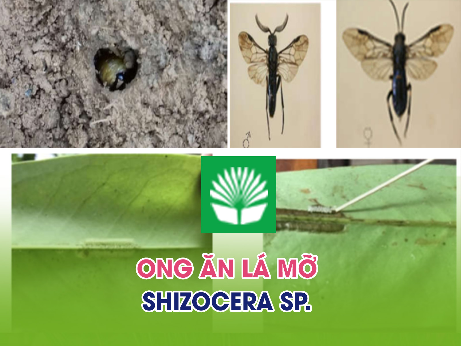 Ong ăn lá mỡ