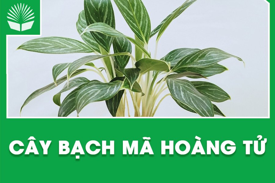 Cây Bạch Mã Hoàng Tử