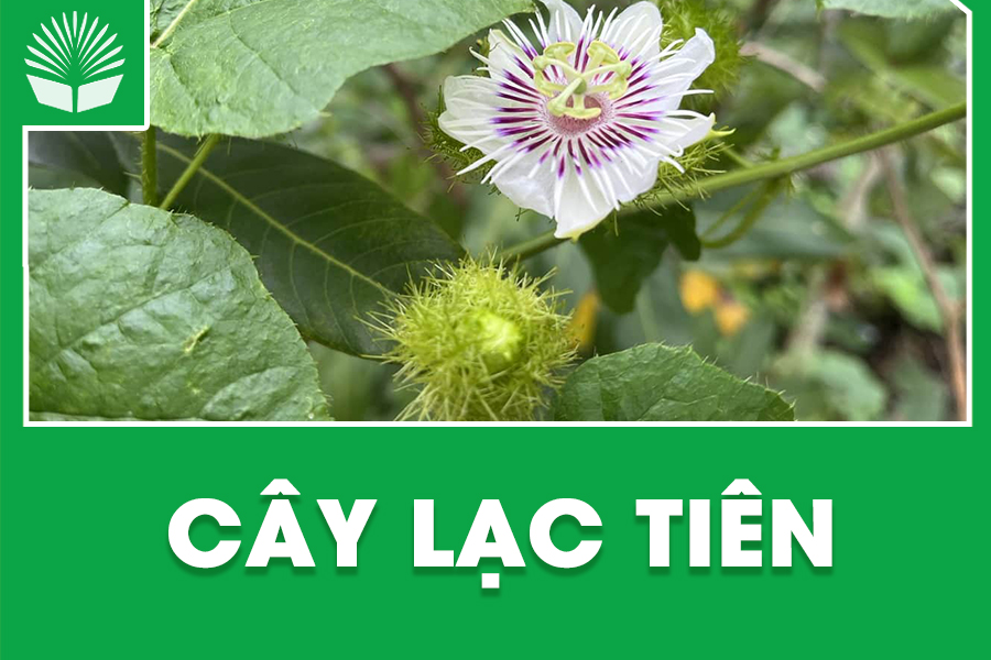 Cây lạc tiên