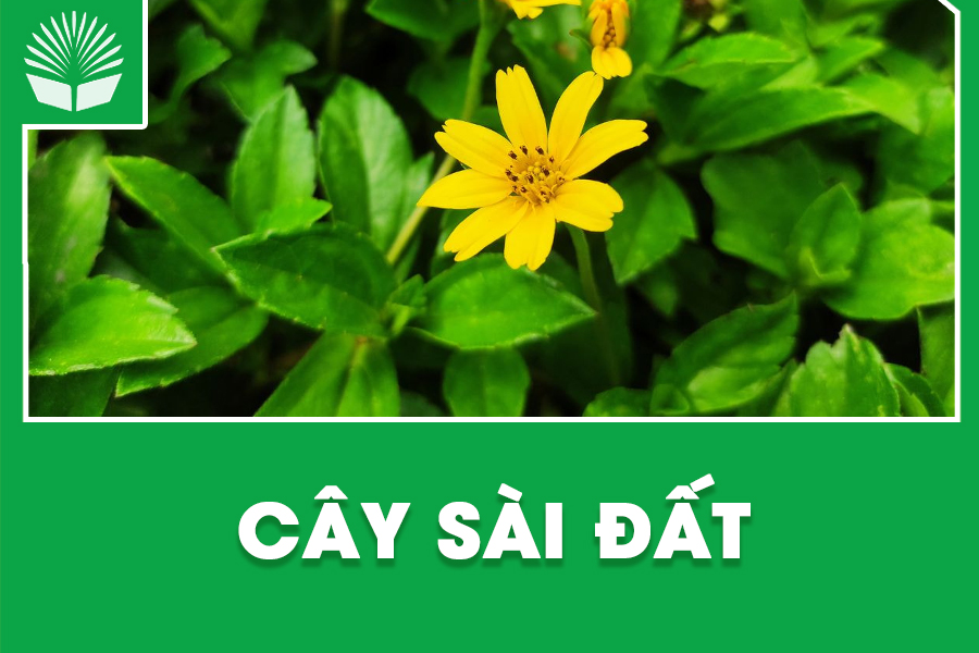 Cây sài đất