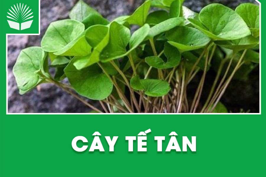 Cây tế tân