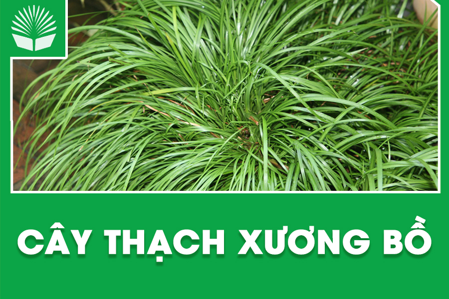 Cây thạch xương bồ