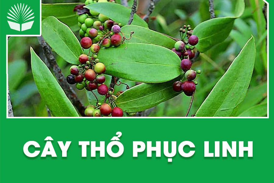 Cây thổ phục linh