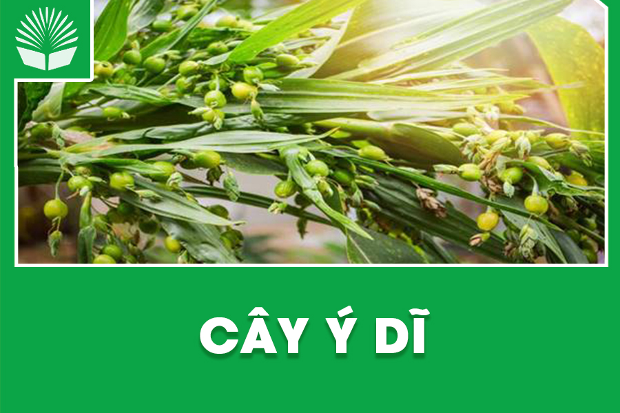 Cây Ý dĩ