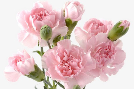 Tìm hiểu kĩ thuật trồng và chăm sóc cây hoa cẩm chướng