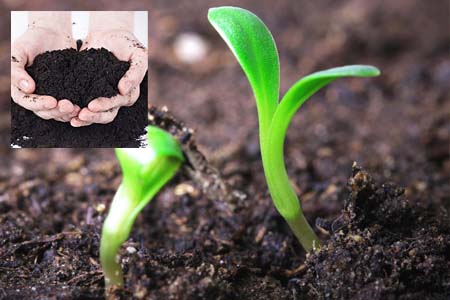 Axit humic - Tầm quan trọng đối với với độ màu mỡ của đất và sức khỏe cây trồng