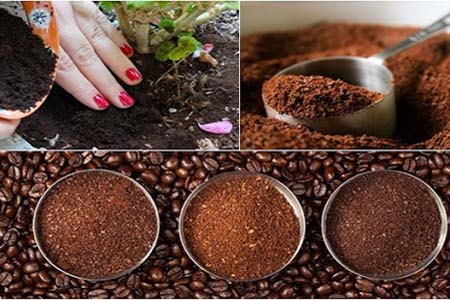 Sử dụng bã cà phê làm phân bón cho cây rau màu và cây trồng quanh nhà