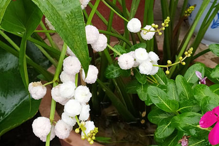 Cách trồng cây bách thủy tiên trong chậu cho bông hoa to đẹp