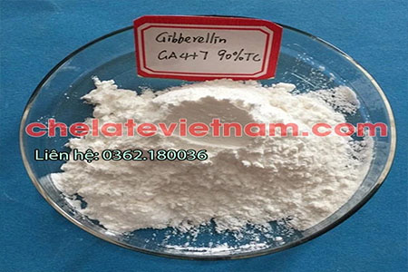 Bán Acid Gibberellic GA4+7 90% - kích thích tăng trưởng cân đối, đồng đều (GA4+GA7)