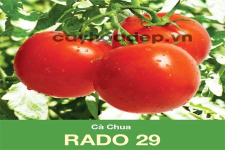 Bán hạt giống cà chua F1 Rado 29 (0,5g)