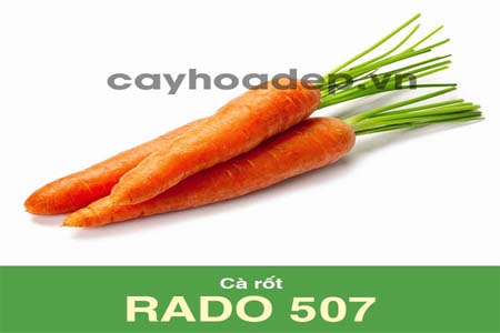 Bán hạt giống cà rốt Rado 507 (5g)