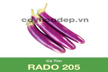 Bán hạt giống cà tím Rado 205 (0,5g)