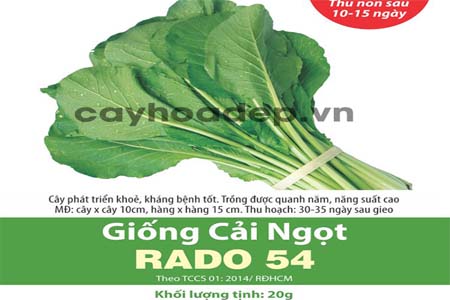 Bán hạt giống cải ngọt Rado 54 (20g)