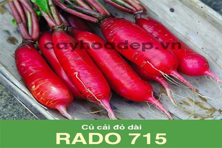 Bán hạt giống củ cải đỏ dài Rado 715 (2g)