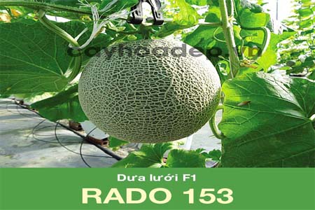 Bán hạt giống dưa lưới F1 Rado 153 (10 hạt)