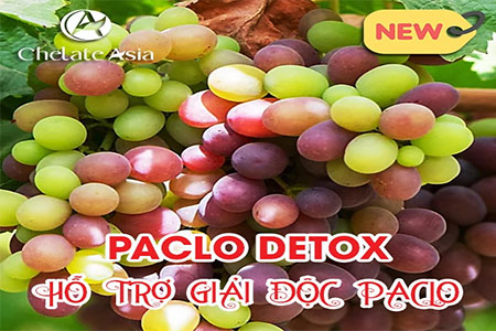 Bán Paclo Detox - hỗ trợ giải độc Paclo, tăng cường khả năng sản sinh Gibberellic Acid