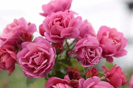 Bật mí cách giúp hoa hồng đẻ nhiều, đẻ khỏe, bông to và lâu tàn