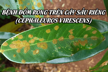 Bệnh đốm rong trên cây sầu riêng