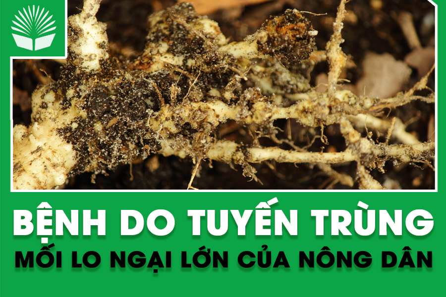 Bệnh do tuyến trùng – Mối lo ngại lớn của nông dân